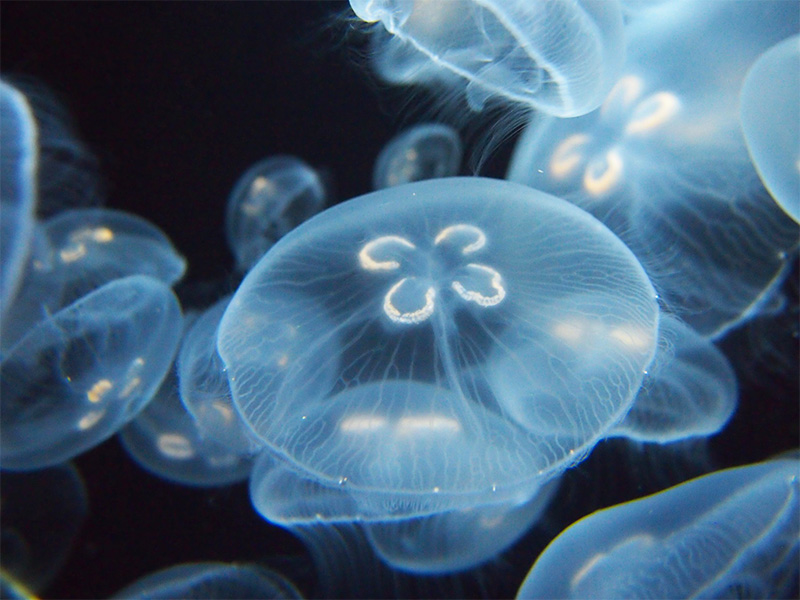 クラゲの写真